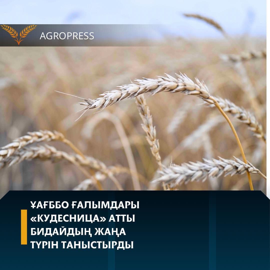 ҰАҒББО ғалымдары «Кудесница» атты бидайдың жаңа түрін таныстырды