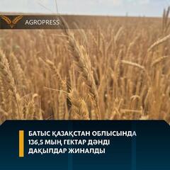 Батыс Қазақстан облысында 136,5 мың гектар дәнді дақылдар жиналды