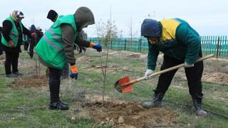 ТҮРКІСТАН: АРЫСТАҒЫ ТҰҚЫМБАҚТА ӨСІРІЛГЕН АЛҒАШҚЫ КӨШЕТТЕР ОТЫРҒЫЗЫЛДЫ