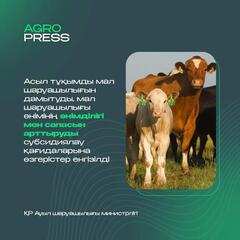 Асыл тұқымды мал шаруашылығын дамытуды, мал шаруашылығының өнімділігін және өнім сапасын арттыруды субсидиялау Қағидаларына өзгерістер енгізілді