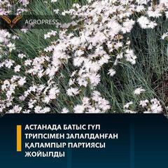 Астанада батыс гүл трипсімен залалданғанқалампыр партиясы жойылды