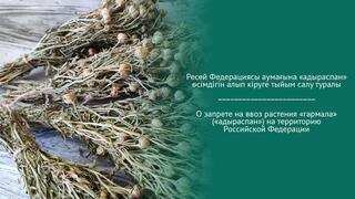 Ресей Федерациясы аумағына «адыраспан» өсімдігін алып кіруге тыйым салу туралы