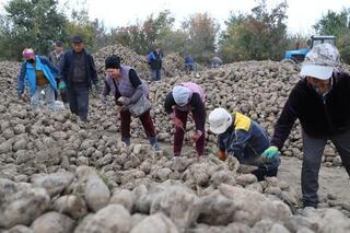 Талдықорғанда қант қызылшасын жинау науқаны қарқынды жүргізіліп жатыр