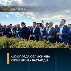 Қызылорда облысында күріш жинау басталды