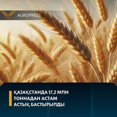 Қазақстанда 17,2 млн тоннадан астам астық бастырылды