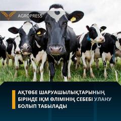 Ақтөбе шаруашылықтарының бірінде ІҚМ өлімінің себебі улану болып табылады