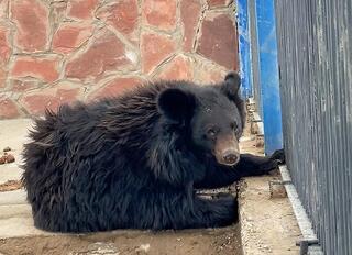 Қарағанды хайуанаттар бағы Гималай аюымен толықты