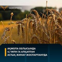 Ақмола облысында 4,7 млн га алқаптан астық жинау жоспарлануда