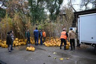 Алматыда көшетті тегін беруге арналған «Жасыл аула» акциясы қорытындыланды