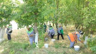 «ТАЗА ҚАЗАҚСТАН»: ТҮРКІСТАН ОБЛЫСЫНДА «ҮЛГІЛІ АУЫЛ» ЖОБАСЫ ЖҮЗЕГЕ АСУДА