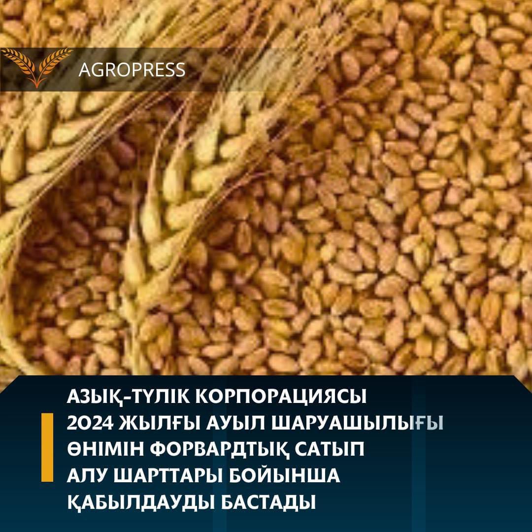 Азық-түлік корпорациясы 2024 жылғы ауыл шаруашылығы өнімін форвардтық сатып алу шарттары бойынша қабылдауды бастады