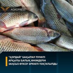 «Қордай» бақылау пункті арқылы балық өнімдерін заңсыз өткізу әрекеті тоқтатылды